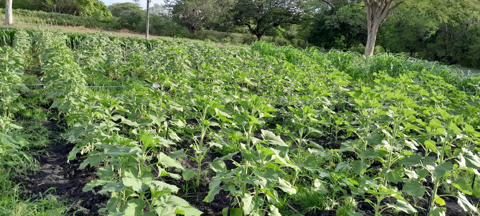 Proyecto Jalapa foto 2